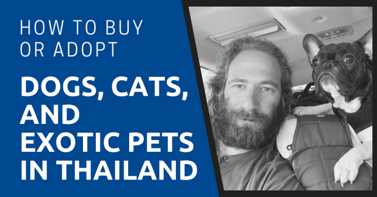 Everything You Need To Know About Having A Pet In Thailand