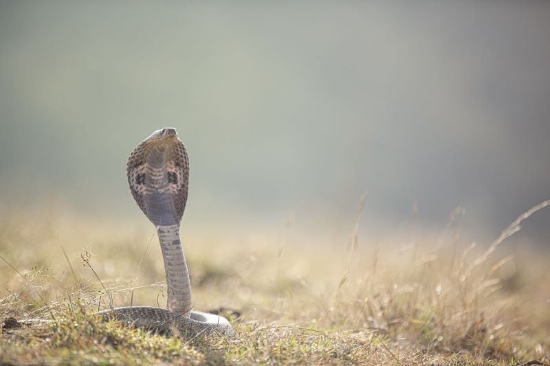 cobra in Thailand